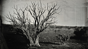 A black and white photograph of a bare tree.