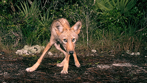 A coyote standing on the ground in the woods.