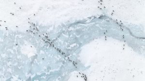 "Caribou Migration" by Subhankar Banerjee