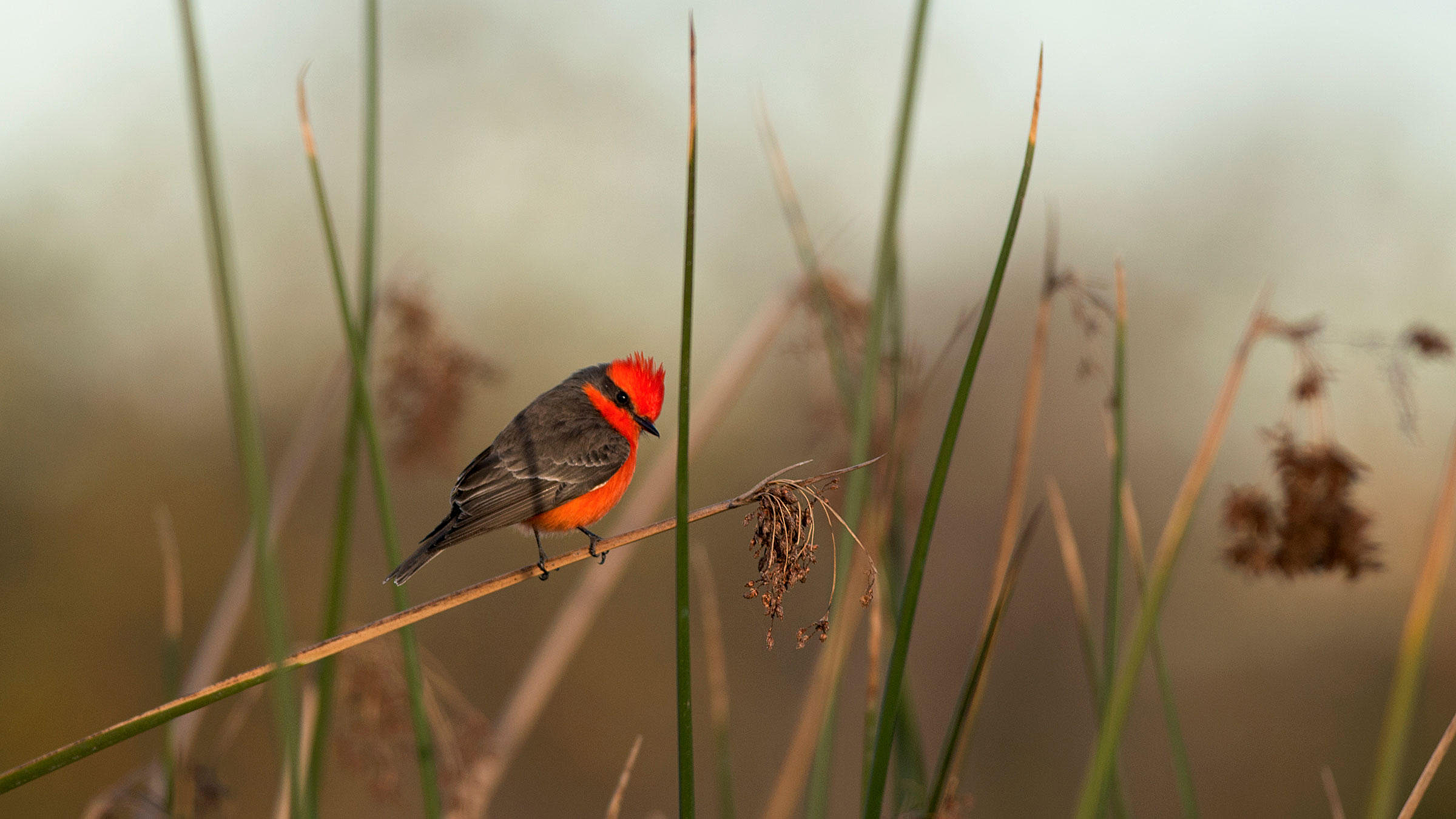 Flycatcher