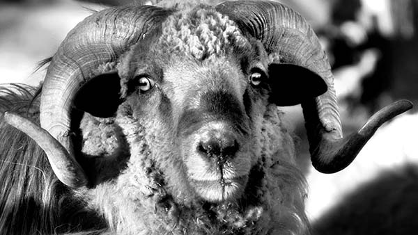 Sharon Begay Churro Sheep