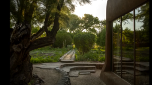 Georgia O’Keeffe’s Garden