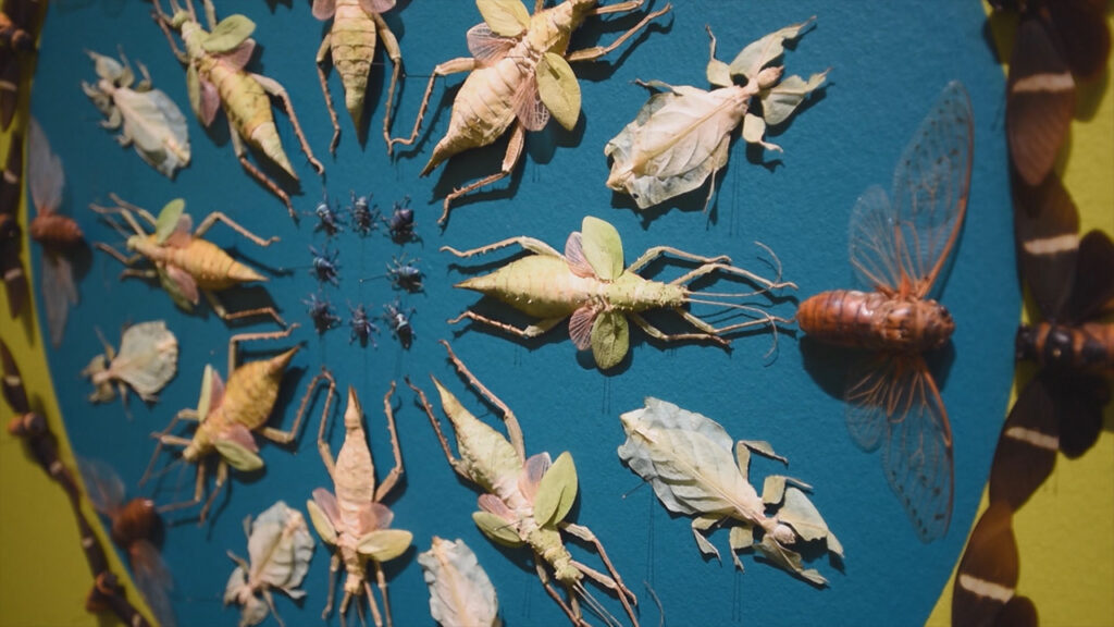 insect art jennifer angus