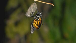 Monarch Butterfly