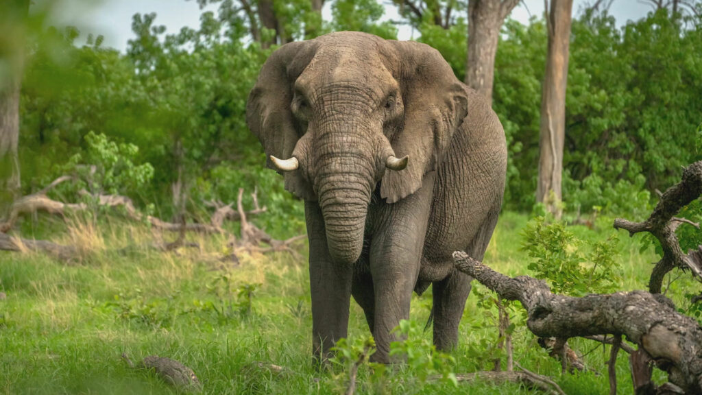 Justin Grubbs photograph of a elephant.