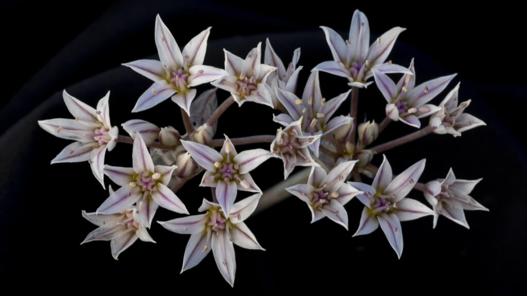 Christina Selby's photography of a Desert Onion flower.