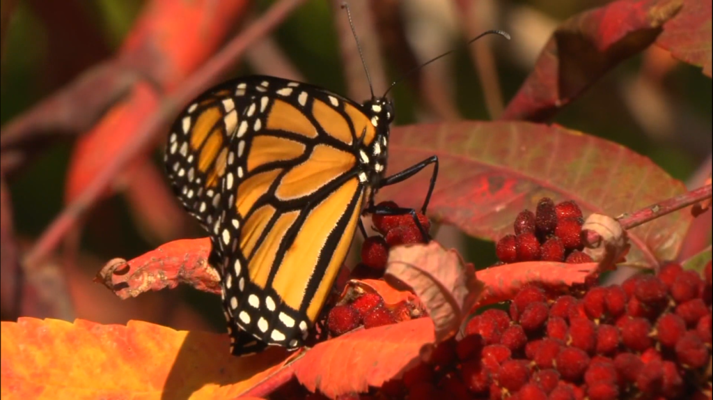 A monarch butterfly.
