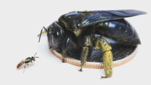 A bee is sitting on top of a coin.