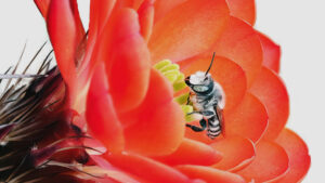A bee is sitting on a red flower.