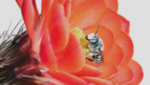 A bee is sitting on an orange flower.
