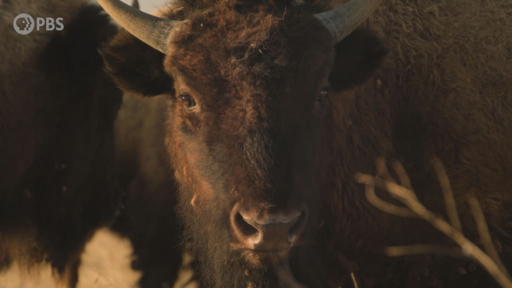 The American Buffalo ¡COLORES!