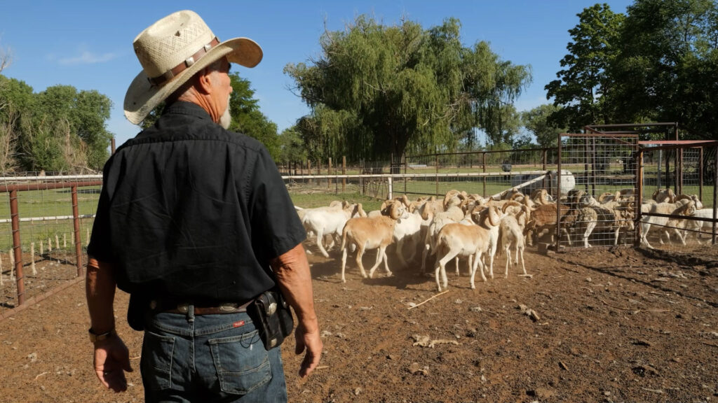 A person wearing a cowboy hat and black shirt stands in a pen, watching over a group of sheep gathered near a fence on a sunny day.