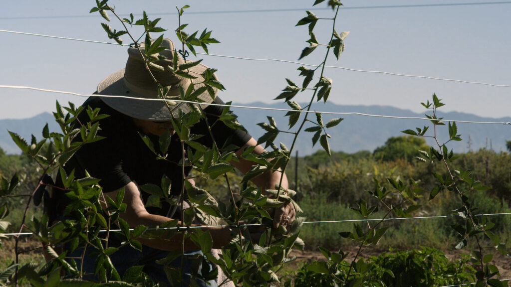 A person wearing a wide-brimmed hat tends to tall plants supported by wires in an outdoor garden with mountains in the background.