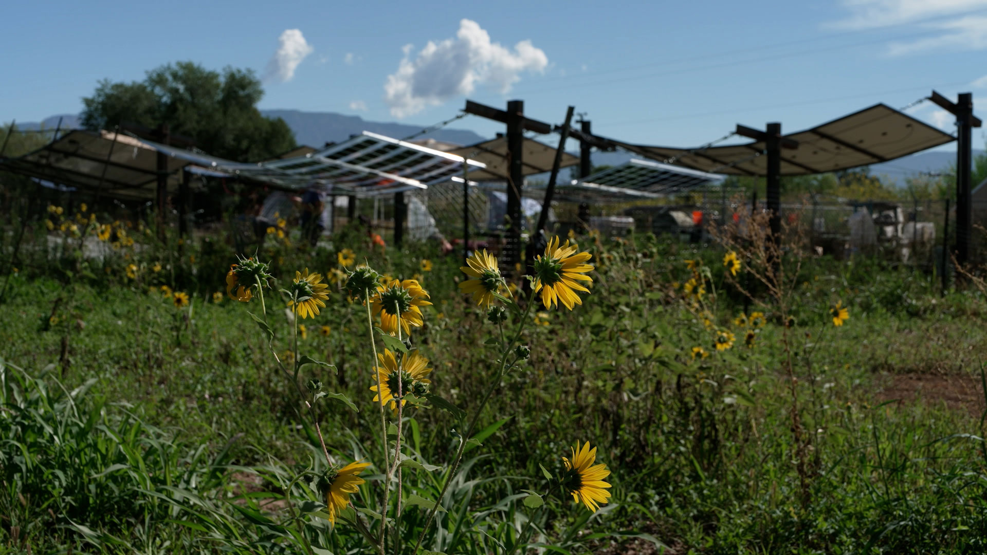 Yellow flowers in focus in a grassy field with partially shaded structures and mountains in the background under a blue sky.