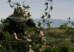 A person wearing a wide-brimmed hat tends to tall plants supported by wires in an outdoor garden with mountains in the background.