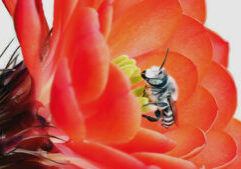 A bee is sitting on a red flower.