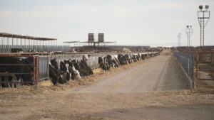 Cows in Clovis, New Mexico