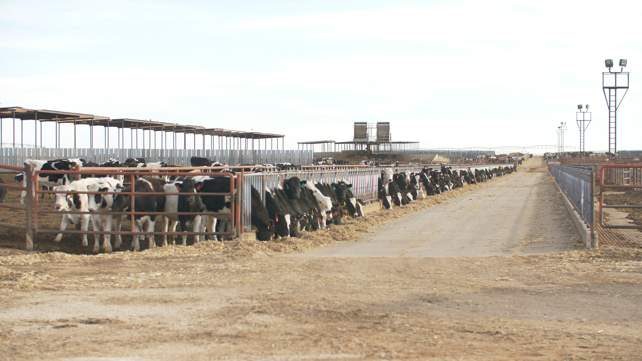 Clovis dairy contaminated with PFAS Groundwater War