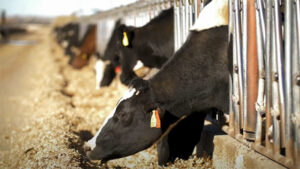 Cows eating hay