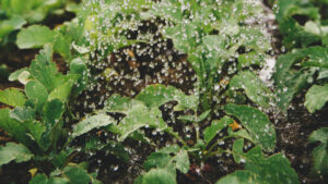 A watering can pouring water onto plants