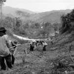 A group of people working in a forest.