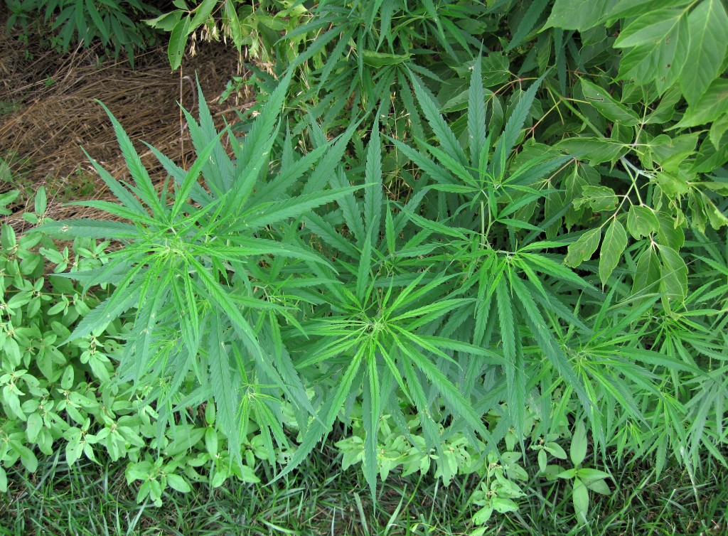 A large plant with green leaves in the grass.