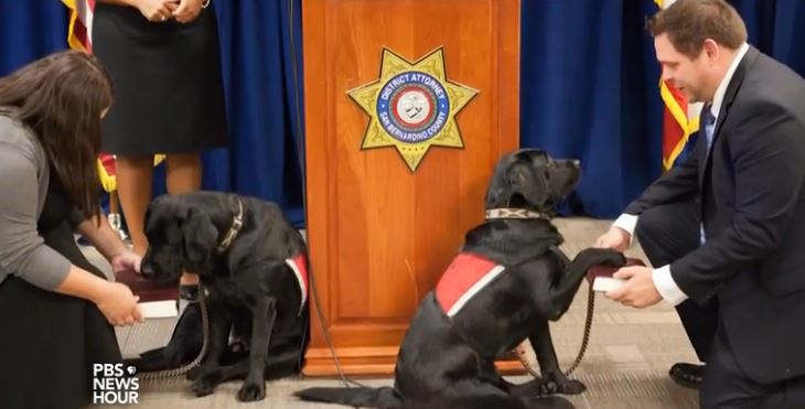 A man is petting two black dogs in front of a podium.