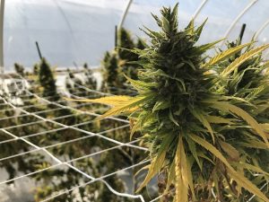 Cannabis plants growing in a greenhouse.