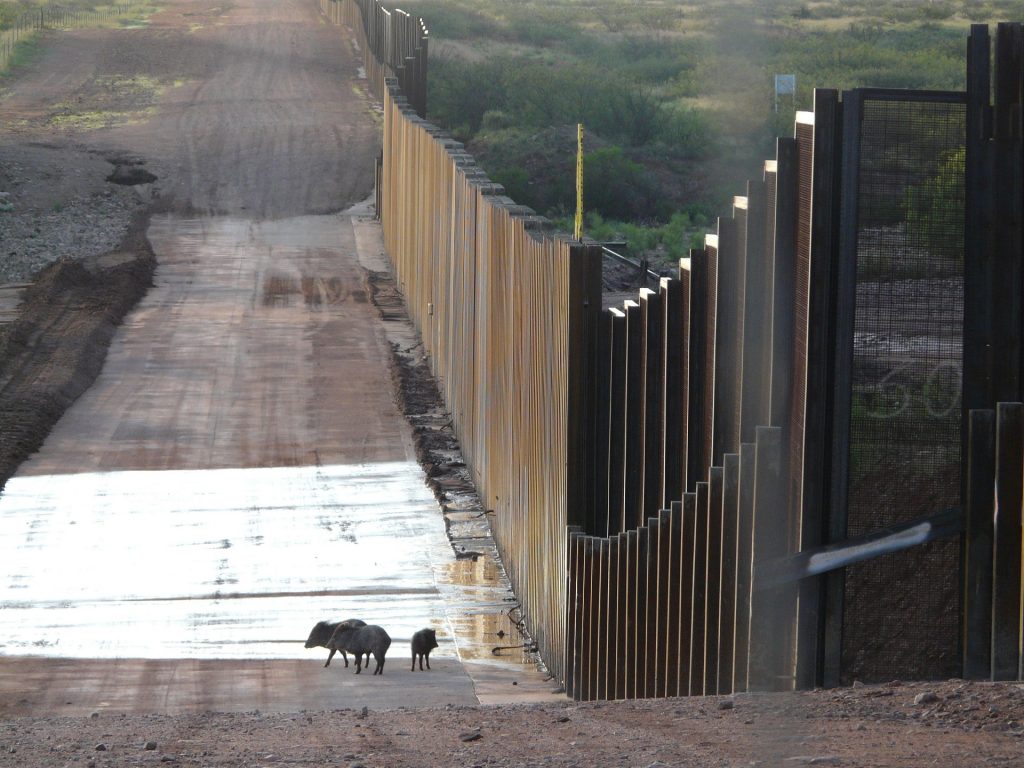 Two cows walking down a dirt road next to a fence.
