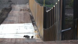 NMiF: Wildlife and the Border Wall