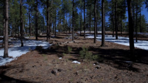 An aerial view of a pine forest with snow on the ground.
