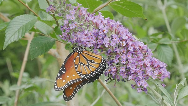 Backyard Refuges