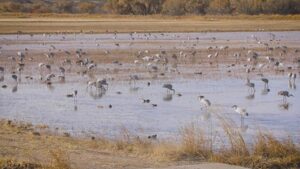 Bosque del Apache
