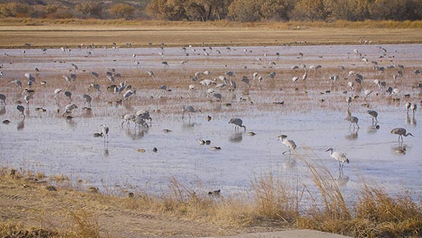 Bosque del Apache