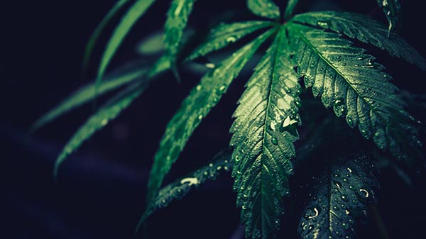 Close-up of a dewy cannabis leaf.