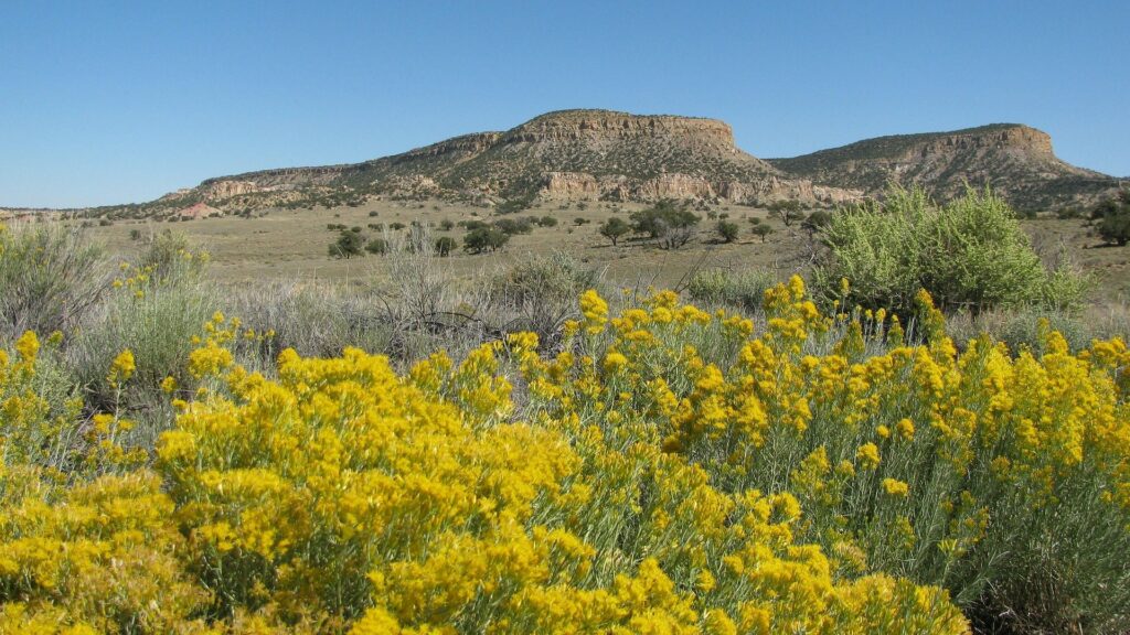 Yellow flowers grow in the middle of a desert as mountains appear in the far background.