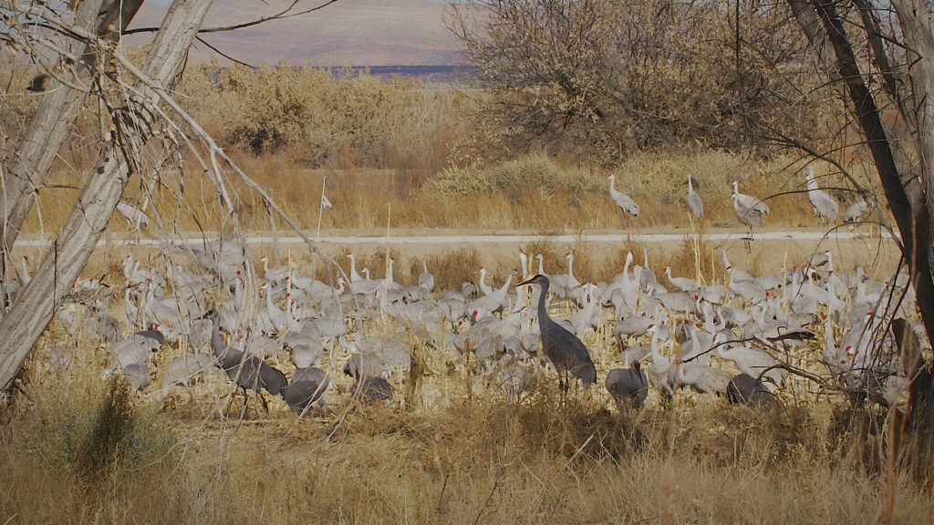 A large group of birds stand and water and hover among desert brush.