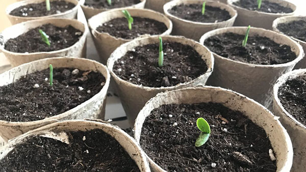 A group of potted plants, just beginning to sprout.