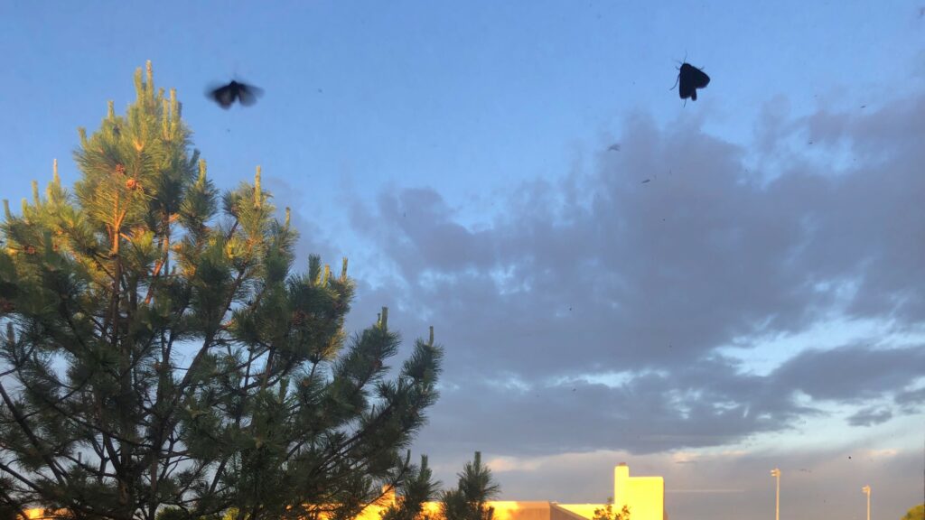 Two moths on a surface in front of a cloudy sky.