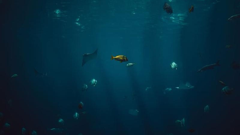 Fish swim in a large body of water.