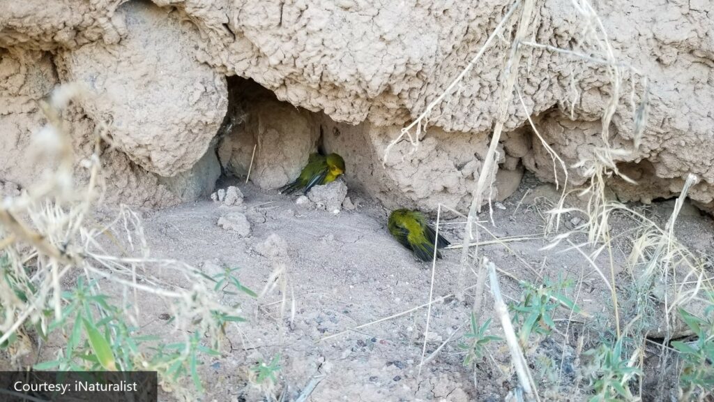 Two birds lie underneath a rocky awning.