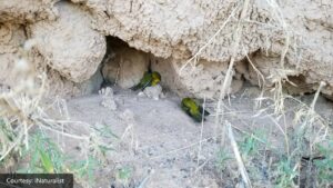 Two birds lie underneath a rocky awning.