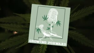 Composite of icon for Growing Forward, with cannabis plant in the background.