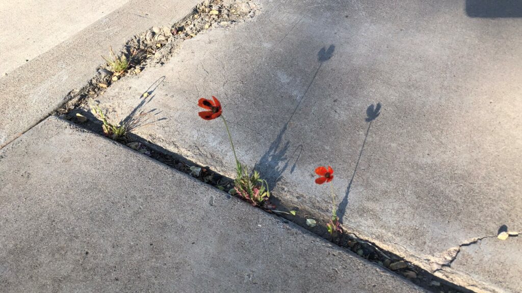 Two flowers grow from within a crack between two panes of concrete.