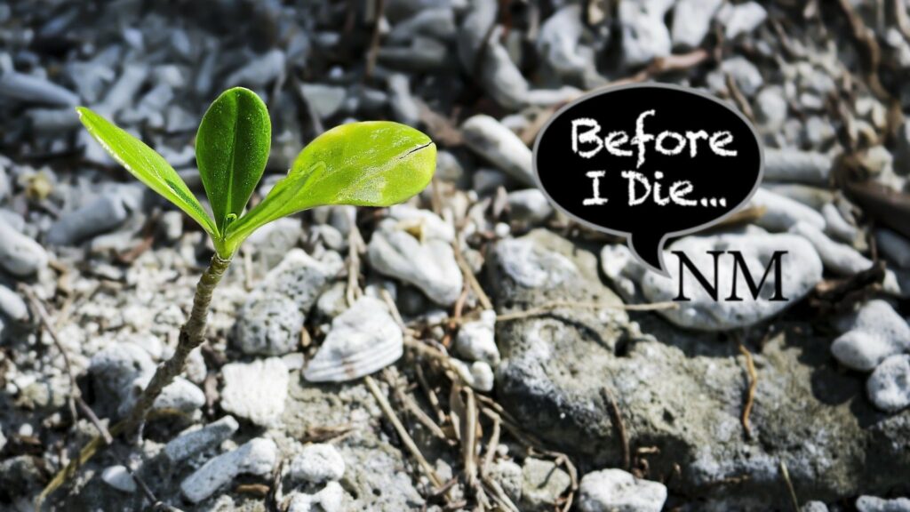 Composite of a plant growing out of grey gravel, with logo for "Before I Die...NM".