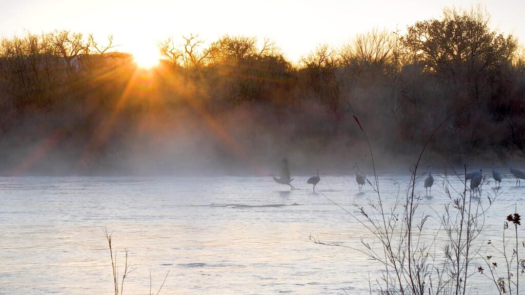 A body of water at sunrise, with cranes basking in the pool.