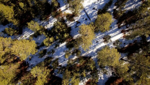 Aerial view of trees and snowy ground.