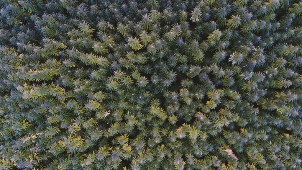Aerial view of clustered cannabis plants.
