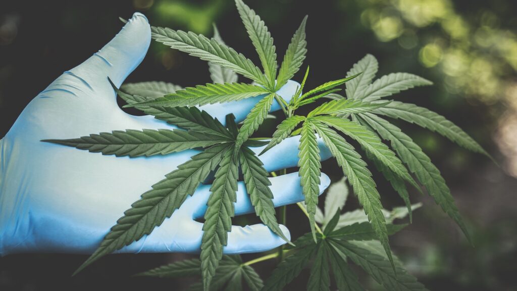 An open, gloved hand shows off several cannabis leaves.
