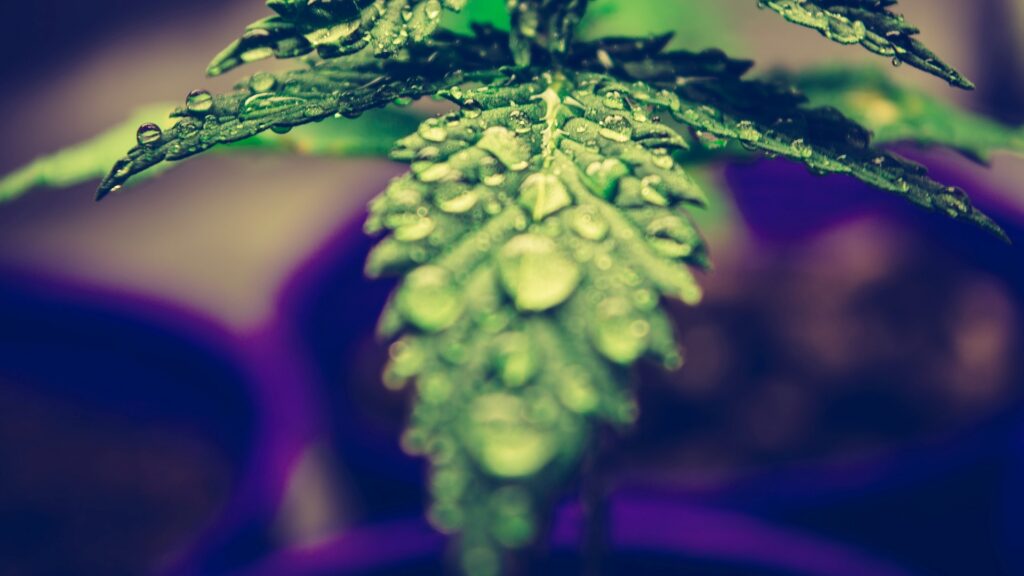 Close-up of a dewy cannabis leaf.